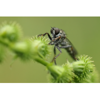 Raubfliege auf Odermennig
(jo_ru) IMG_5705_rs.JPG (jo_ru)