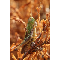 Heidegrrashüpfer
(jo_ru) IMG_6279_19prs.JPG (jo_ru)