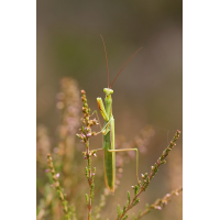 Eine Grüne
(jo_ru) IMG_7403_rs.JPG (jo_ru)