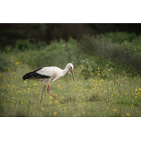 20230517-093041-003-(HL)-MWeiler-ÖWiesen-Weißstorch.jpg (HärLe)
