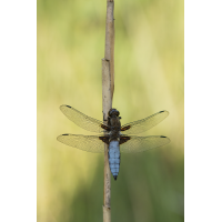 DSC09085-B16H16.jpg (HärLe)