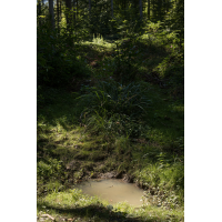 20230904-142218-029-(HL)-MWeiler-Viertelesast-Gelbbauchunke-Gelbbauchunkenhabitat.jpg (HärLe)