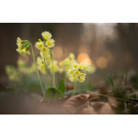 20250325-191003-001-(HL)-Killenweiher-Hohe-Schlüsselblume-Primula-elatior.jpg (HärLe)