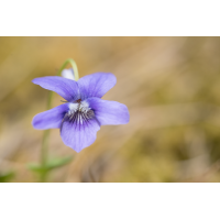 20250422-141559-001-(HL)-Lattnerwald-Veilchen-Viola-spec.jpg (HärLe)
