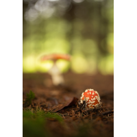 20250927-131733-013-(HL)-MWeiler-Fliegenpilz-Amanita-muscaria.jpg (HärLe)