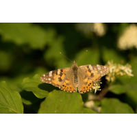 20260529-190904-010-(HL)-MWeiler-Distelfalter-Vanessa-cardui.jpg (HärLe)