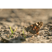 20260528-185859-009-(HL)-MWeiler-Distelfalter-Vanessa-cardui-BH11.jpg (HärLe)
