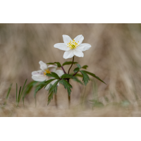 MF_Busch-Windröschen (Anemone nemorosa)_250418_IMG_6756.jpg (lysfisker)