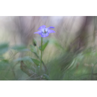 MF_Viola sp._250426_IMG_7284.jpg (lysfisker)