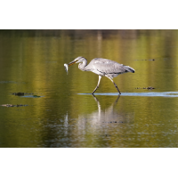 MF_Graureiher (Ardea cinerea) mit Beute_250924_36pc_  IMG_3002.jpg (lysfisker)