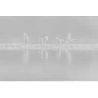 Reiher im Nebel
(lysfisker) MF_Reiher im Nebel_High Key-HDR_IMG_3633.jpg (lysfisker)