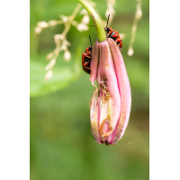 Türkenbund-Lilienhähnchen.JPG (Artengalerie)