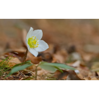 DSC06558 Nieswurzblüte... kl.jpg (Artengalerie)