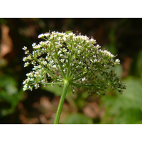 weiß-Aegopodium-podagraria-Giersch-20090614-Blütenstand-von-unten-(ohne-Hülle-&-ohne-Hüllchen!)-Bermatingen-Oberwald-darker.jpg (Artengalerie)