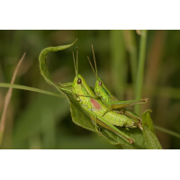 euthystira_brachyptera_kleine_goldschrecke_paarung_177_124.jpg (Artengalerie)