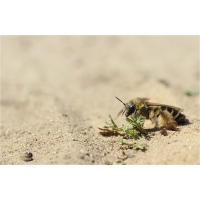 bienenweide04makro.jpg (Artengalerie)