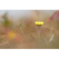 hieracium_pilosella_133.jpg (Artengalerie)