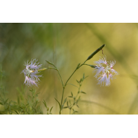 dianthus_superbus_182.jpg (Artengalerie)