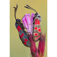 sechsfleck_widderchen_zygaena_filipendulae_und_esparsetten_widderchen_zygaena_carniolica_02_177.jpg (Artengalerie)