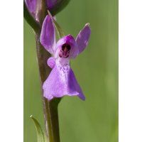 palustris_bluete2-688x1024.jpg (Artengalerie)