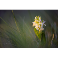 dactylorhiza_sambucina_2_s_468.jpg (Artengalerie)