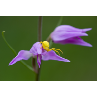 krabbenspinne_waldvogel_577.jpg (Artengalerie)