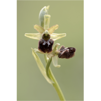 spinnenragwurz1_200mm_f8_1zu30s_iso400_060509_907.jpg (Artengalerie)