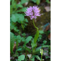 orchis_italica_20130414_130.jpg (Artengalerie)