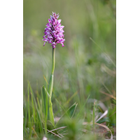 orchis_militaris_natuerlich_204.jpg (Artengalerie)