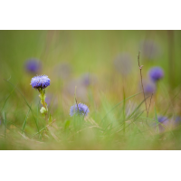 globularia_punctata_719.jpg (Artengalerie)