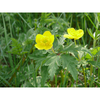 anemone_ranunculoides_362.jpg (Artengalerie)