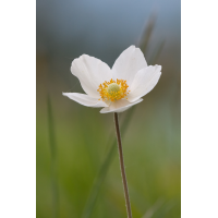 anemone_silvestris_105.jpg (Artengalerie)