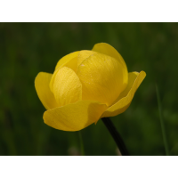 trollius_europaeus_1_803.jpg (Artengalerie)