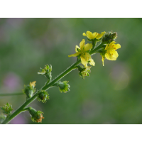 odermennig_agrimonia_eupatoria_191.jpg (Artengalerie)