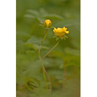 potentilla1neu_171.jpg (Artengalerie)