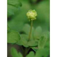 adoxa_moschatellina_03_205.jpg (Artengalerie)