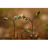 Saxifraga_Tor.jpg (Artengalerie)