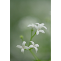 waldmeister5_275.jpg (Artengalerie)