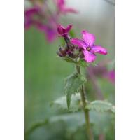 silberblatt_lunaria_annua_146.jpg (Artengalerie)