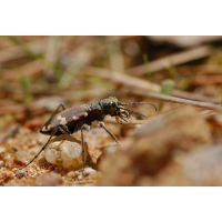 Cicindela-silvicola---Berg-SandlaufkÃ¤fer07.jpg (Artengalerie)