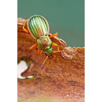 Carabus_auratus.jpg (Artengalerie)