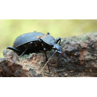 cychrus_caraboides_a_198.jpg (Artengalerie)