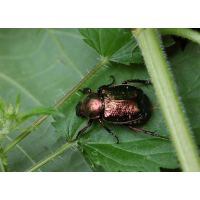 gnorimus_nobilis_edelkaefer_jena_080716_672.jpg (Artengalerie)