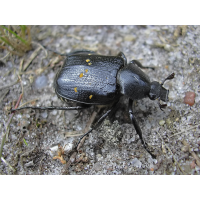 gnorimus_variabilis_157.jpg (Artengalerie)