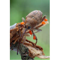 Curculio_venosus_Eichelbohrer_005.jpg (Artengalerie)