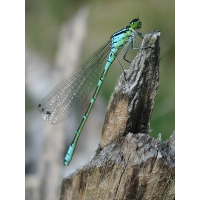 coenagrion_lunulatum_112.jpg (Artengalerie)