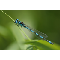 Coenagrion_mercuriale_m_IMG_3225.jpg (Artengalerie)