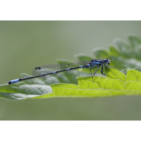 makro_forum_fledermaus_azurj_798.jpg (Artengalerie)