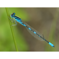 ts_coenagrion_scitulum_02_937.jpg (Artengalerie)