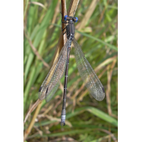 lestes_dryas_169.jpg (Artengalerie)